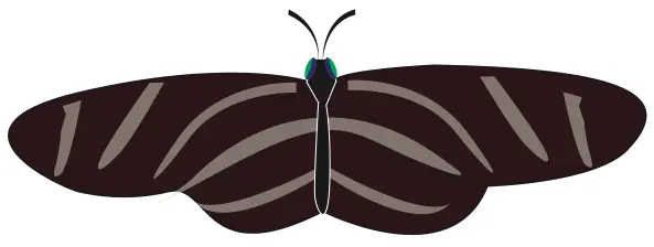 Vector drawing of zebra butterfly