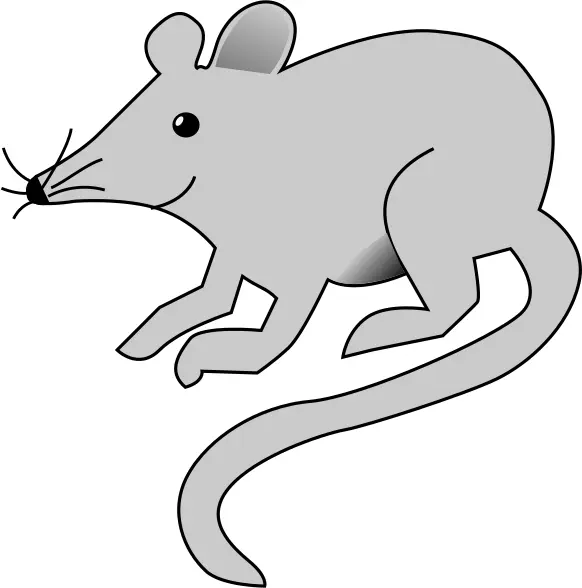Rat vector image