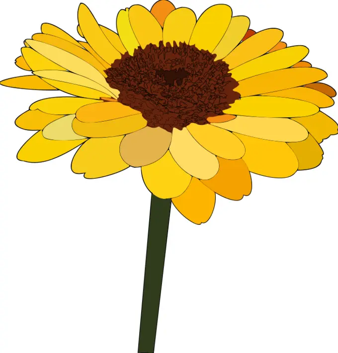 Sunflower vector drawing