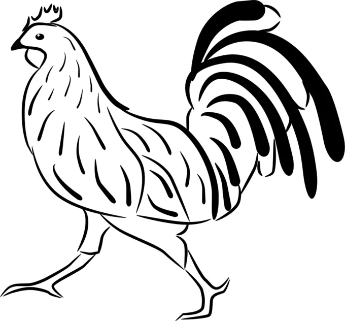 Chicken vector image