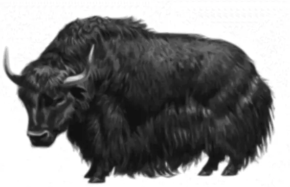 Vector drawing of a yak