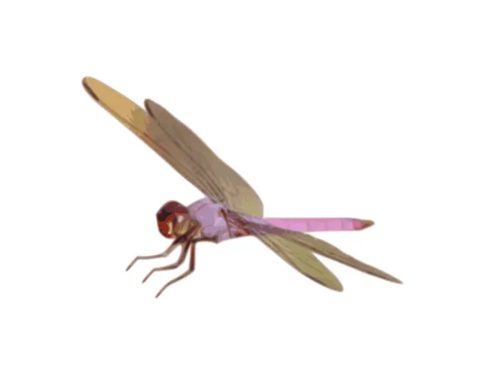 Dragonfly vector
