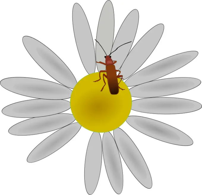Bug on a flower vector