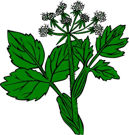 Cow Parsnip vector image