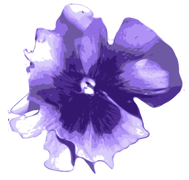 Pansy vector image