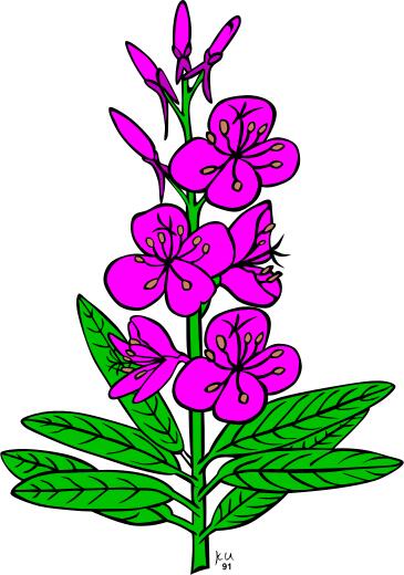Epilobium angustifolium vector