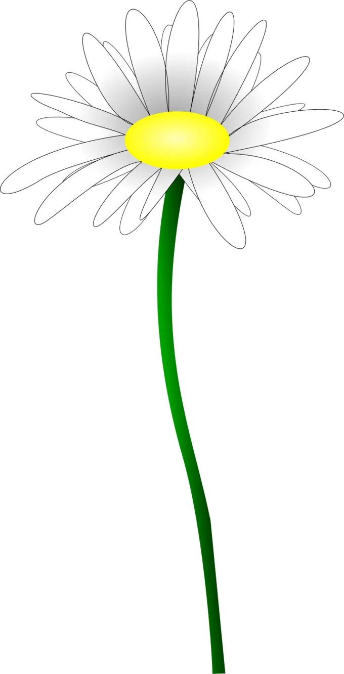 Simple color illustration of a simple daisy