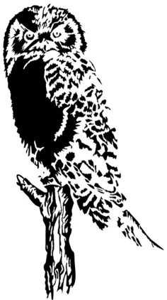 Owl (Stylized)