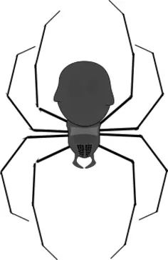 spider