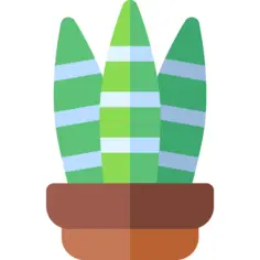虎尾兰（Sansevieria trifasciata）
