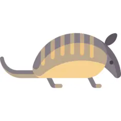 犰狳