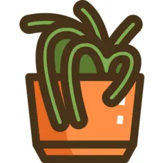 蜘蛛植物