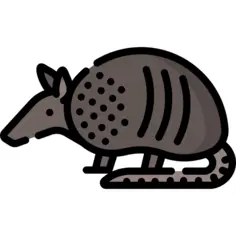 犰狳