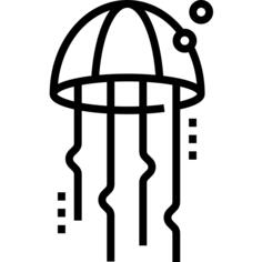 Jellyfish