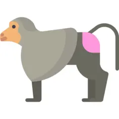 狒狒