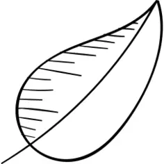 Leaf