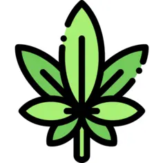 Marijuana