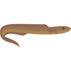 Moray
