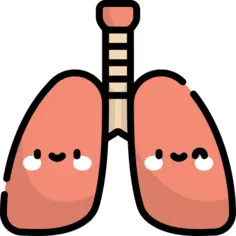 Lungs