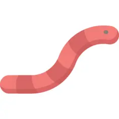 Worm