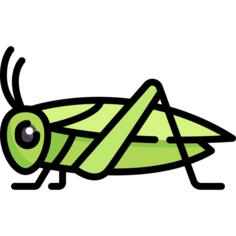 Cricket