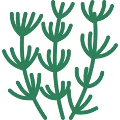 草本植物