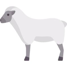 Ewe