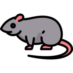 Rat