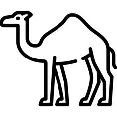 Camel