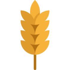 Wheat