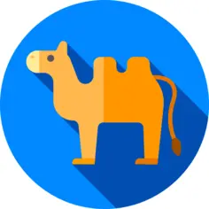 Camel