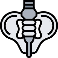 Pelvis