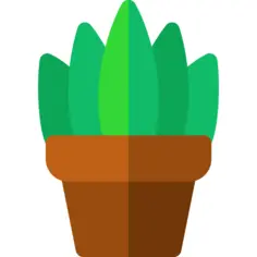 虎尾兰