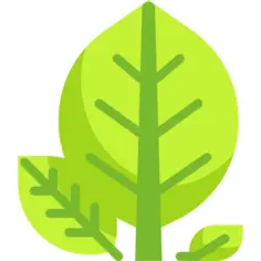 植物