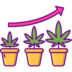 大麻