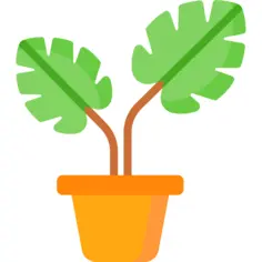 龟背竹