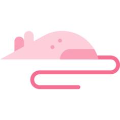 Rat