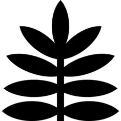 Fern