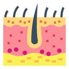 Epidermis