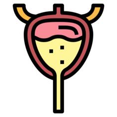 Bladder