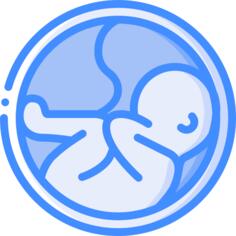 Womb