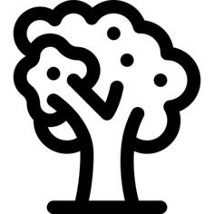 核桃树