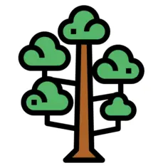 Sequoia