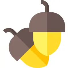 Acorn