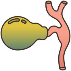 Gallbladder