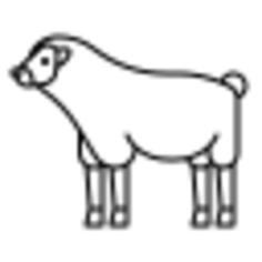 Sheep