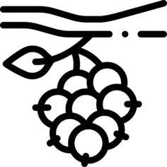 Berries