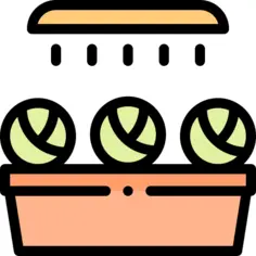 蔬菜