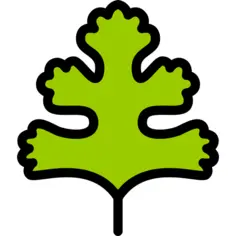 Coriander