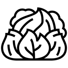 Cabbage